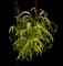 Pearl Millet — design image 1