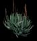 Cat's Tail Aloe — design image 1