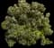 Sweet fern — design image 1