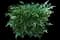 Nandina — design image 14