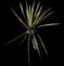Banana Yucca — design image 3