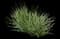 Feather Reed Grass — design image 24