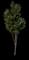 Gocanzam Golden Candle™ Goldenrain Tree — design image 1