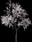 Almond Tree — design image 2