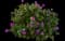 Bloody Crane's-bill — design image 1