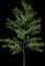 Ginkgo Tree — design image 3