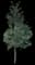 Nellie Stevens Holly — design image 2