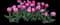 Tulip 'Double You Double Late' — design image 1