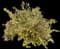 Crimson Fire™ Loropetalum — design image 8