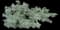 Silver Sage — design image 7