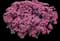 Dazzleberry Stonecrop — design image 2
