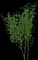 European Spindle Tree — design image 4