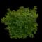 'Snow Day® Surprise' Pearl Bush — design image 3