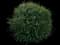 Boxwood Shrub — design image 19