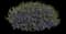 Laguna® Sky Blue Lobelia — design image 2