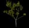 Enduring Summer Crape Myrtle — design image 1