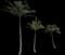 Coconut Palm — design image 20