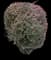 Barberry Bush — design image 29