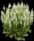 'White Profusion' Perennial Salvia — design image 2