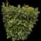 Chinese Photinia — design image 10