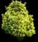 Golden Euonymus Shrub — design image 2
