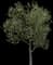 Peach Tree — design image 2