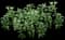 Japanese Spurge Groundcover — design image 1