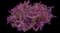 Enchantia Purple Cuphea — design image 1