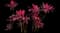 'Red Sister' Cabbage Palm — design image 15