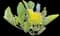 Sea Kale — design image 2
