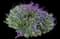 Mexican Bush Sage — design image 8