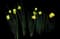 Wild Daffodil — design image 28