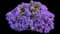 Fan Flower (Scaevola) — design image 2
