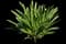 Hyacinth — design image 13