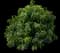 Roughleaf dogwood — design image 8