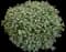 Laurustinus Viburnum — design image 16