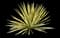 Yucca 'Color Guard' — design image 1