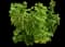 Red Currant — design image 1