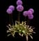 Flowering Onion — design image 1