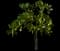 Indian Almond — design image 5