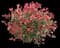 Fraser Photinia — design image 4
