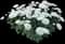 Celestial White Garden Mum — design image 1