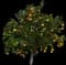 Dancy Tangerine Tree — design image 2