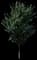 Emerald Sunshine® Elm Tree — design image 1