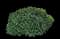 Boxwood Shrub — design image 15