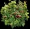 Bushel and Berry® Baby Cakes Blackberry® — design image 1