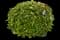 Laurustinus Viburnum — design image 15