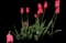 Tulip 'Temple Of Beauty Single Late' — design image 1