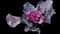 Bright and Early Red Brassica — design image 5