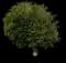 Northern Catalpa — design image 1